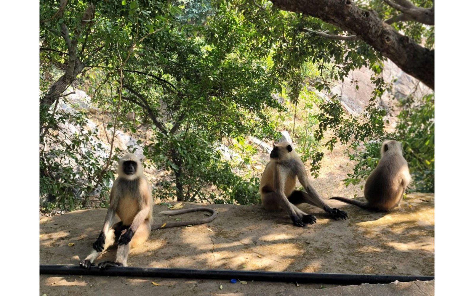 গৃধ্রকূট পর্বত