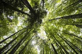 Deep ecology by Thich Nhat Kanh